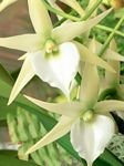 pic for white orchid